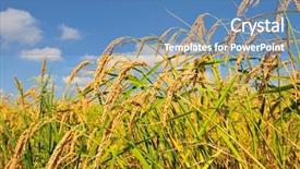  Presentation with plantation - PPT layouts consisting of closeup of rice on plantation background and a  colored foreground
