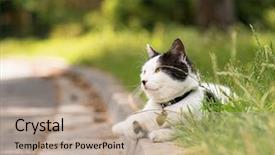  Presentation with roadside - PPT layouts featuring  background and a  colored foreground