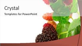  Presentation with white mulberry - Beautiful PPT theme featuring natural products - mulberry with leaves isolated backdrop and a white colored foreground