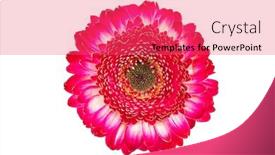  Presentation with pure white - Slides consisting of natural red gerbera flower isolated over pure white background background and a red colored foreground