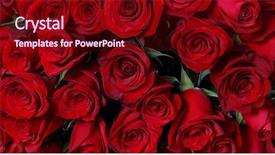  Presentation with dark flower - Amazing slide set having natural red roses background flower backdrop and a wine colored foreground
