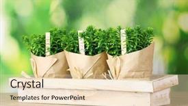  Presentation with lemongrass herb plant fresh leaves - Cool new presentation design with natural remedies - thyme herb plants in pots backdrop and a lemonade colored foreground