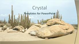  Presentation with cactus - 