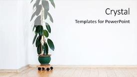  Presentation with rubber plant - Colorful presentation design enhanced with natural rubber - green home plant ficus backdrop and a sky blue colored foreground