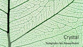  Presentation with grey wood texture and - Audience pleasing theme consisting of happy face - portrait of young backdrop and a gray colored foreground
