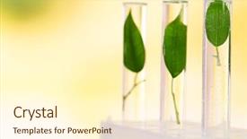  Presentation with light green - Theme having natural science - green leaves in test tubes background and a cream colored foreground