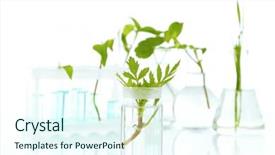  Presentation with transgenic plants food test - Beautiful PPT theme featuring natural science - plants in test tubes isolated backdrop and a cool aqua colored foreground