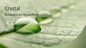  Presentation with water leaf - Beautiful theme featuring natural science - water drops on a leaf backdrop and a mint green colored foreground