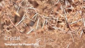  Presentation with thorns - PPT layouts having sharply - natural texture of the thorns background and a coral colored foreground