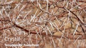  Presentation with thorns - Presentation featuring natural-texture-of-the-thorns background and a coral colored foreground