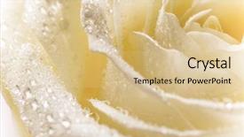  Presentation with yellow rose - Beautiful theme featuring natural tint yellow roses background backdrop and a coral colored foreground