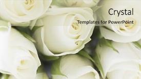  Presentation with roses - Presentation design featuring natural tint yellow roses background close-up background and a soft green colored foreground