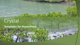  Presentation with mangrove - Slide set enhanced with natural-tropical-mangrove-in-water background and a tawny brown colored foreground