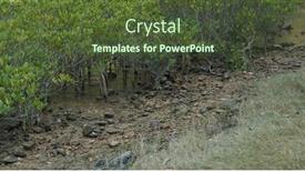  Presentation with mangrove - Cool new presentation design with natural-tropical-mangrove-on-water backdrop and a tawny brown colored foreground