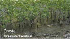  Presentation with mangrove - Audience pleasing presentation theme consisting of natural-tropical-mangrove-on-water backdrop and a dark gray colored foreground