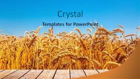  Presentation with wheat - Presentation theme featuring natural-ukrainian-flag-with-wheat background and a teal colored foreground