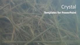  Presentation with underwater - Slide deck featuring natural-underwater-landscape-of-blue background and a gray colored foreground