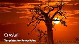  Presentation with africa - Audience pleasing presentation design consisting of natural vegetation wildlife - africa sunset in baobab trees backdrop and a tawny brown colored foreground