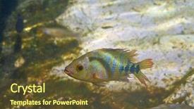  Presentation with central america - Slides having natural vegetation wildlife - cenote fish cichlasoma urophthalmus background and a tawny brown colored foreground