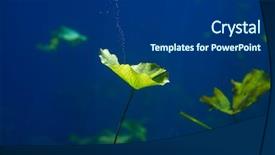  Presentation with maya - Slides consisting of natural vegetation wildlife - cenote sinkhole waterplants in riviera background and a dark gray colored foreground