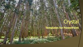  Presentation with eucalyptus - Slide set consisting of natural vegetation wildlife - eucalyptus forest in galicia background and a tawny brown colored foreground