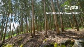 Presentation with eucalyptus - Presentation theme featuring natural vegetation wildlife - eucalyptus forest in galicia background and a  colored foreground