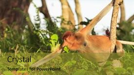  Presentation with monkey - PPT layouts consisting of natural vegetation wildlife - female proboscis monkey eating leaves background and a gold colored foreground