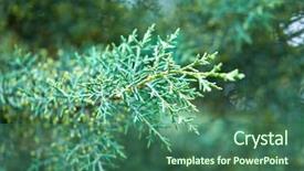  Presentation with olive tree branch ripe - Theme featuring natural vegetation wildlife - green lush branches of coniferous background and a  colored foreground