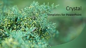  Presentation with green tree - Cool new PPT theme with natural vegetation wildlife - green lush branches of coniferous backdrop and a  colored foreground