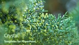  Presentation with olive tree branch ripe - Amazing slides having natural vegetation wildlife - green lush branches of coniferous backdrop and a  colored foreground