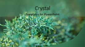  Presentation with olive tree branch ripe - Beautiful PPT theme featuring natural vegetation wildlife - green lush branches of coniferous backdrop and a  colored foreground