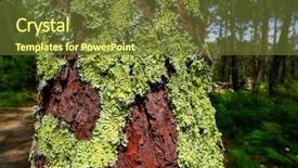  Presentation with green tree - PPT layouts featuring natural vegetation wildlife - green moss in pine trunk background and a tawny brown colored foreground