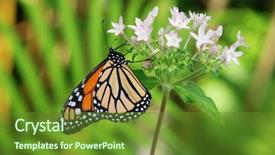  Presentation with monarch butterfly - PPT theme enhanced with natural vegetation wildlife - monarch butterfly or simply monarch background and a tawny brown colored foreground