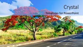  Presentation with red floral - Slide deck consisting of natural view - beautiful exotic red floral tree background and a light blue colored foreground