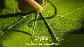  Presentation with grape vine - Amazing PPT theme having natural wein - beautiful grape leaf backdrop and a tawny brown colored foreground