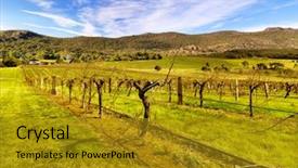  Presentation with vineyards - Colorful theme enhanced with natural wein - typical early spring landscape backdrop and a  colored foreground