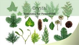  Presentation with flora fauna - Amazing PPT theme having natural-winter-greenery-with-flora backdrop and a mint green colored foreground