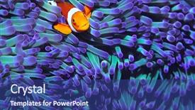  Presentation with fish - Presentation design with nature - anemone fish background and a ocean colored foreground