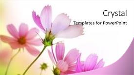  Presentation with flower border - Audience pleasing presentation theme consisting of nature - beautiful floral border flower design backdrop and a white colored foreground