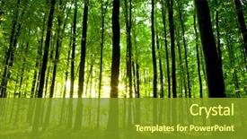  Presentation with forest - Theme enhanced with nature - beautiful green forest background and a gold colored foreground