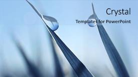  Presentation with water drops - Presentation enhanced with nature - beautiful large transparent drops background and a light blue colored foreground