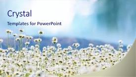  Presentation with chamomile - Slides consisting of nature - chamomile background and a sky blue colored foreground