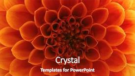  Presentation with chemistry flower - Colorful presentation design enhanced with nature - close-up flower backdrop and a crimson colored foreground