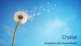  Presentation with dandelion - Beautiful PPT layouts featuring nature - dandelion with seeds blowing away backdrop and a light blue colored foreground