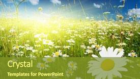  Presentation with perfect - Cool new theme with nature - field of daisies and perfect backdrop and a gold colored foreground