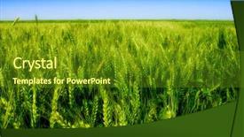  Presentation with green nature - Cool new theme with nature - green field backdrop and a tawny brown colored foreground