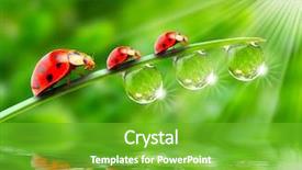  Presentation with ladybugs - PPT layouts with nature - ladybugs family on a dewy background and a shamrock green colored foreground