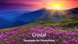  Presentation with flowers - Amazing presentation having nature - magic pink rhododendron flowers backdrop and a tawny brown colored foreground