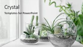  Presentation with succulent - Audience pleasing presentation consisting of nature - mini succulent garden in glass backdrop and a white colored foreground