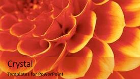  Presentation with flower - Amazing theme having nature - petals of a flower backdrop and a red colored foreground